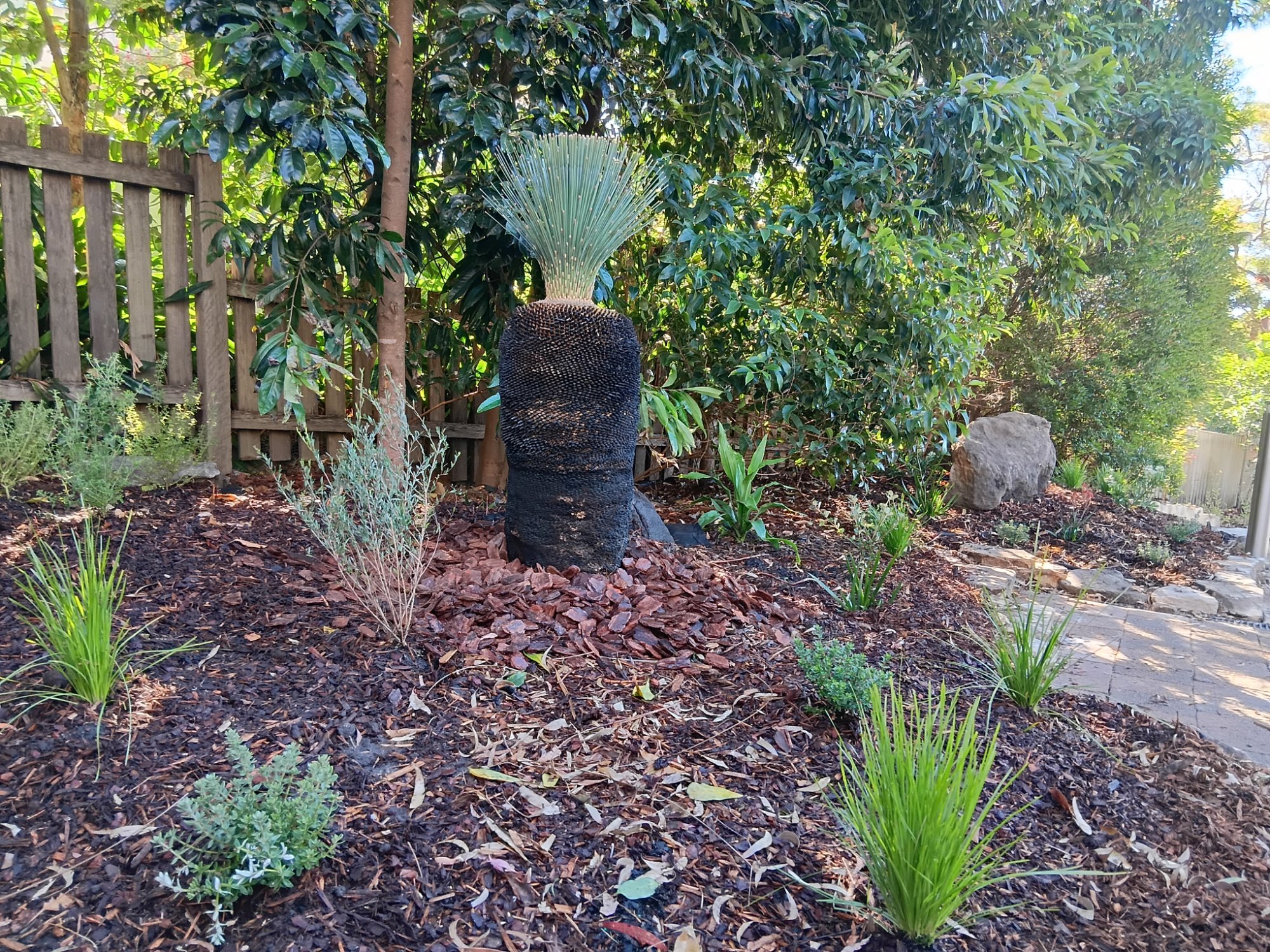 Back yard clean up. Australian native garden